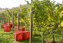 Vigna