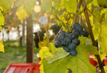 Barbera vendemmia