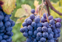 Nebbiolo vendemmia