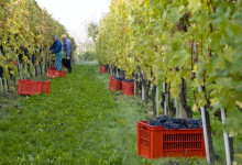 Vendemmia