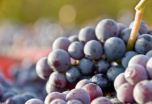 Vendemmia