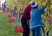 Vendemmia