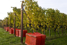 Vendemmia