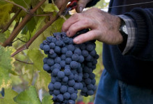 Vendemmia mano Guido