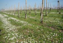 Vigna fiorita