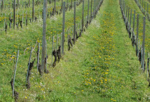 Vigna fiorita