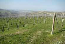 Vista su Alba
